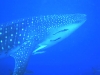 Requin Baleine à Madagascar - Nosy Be