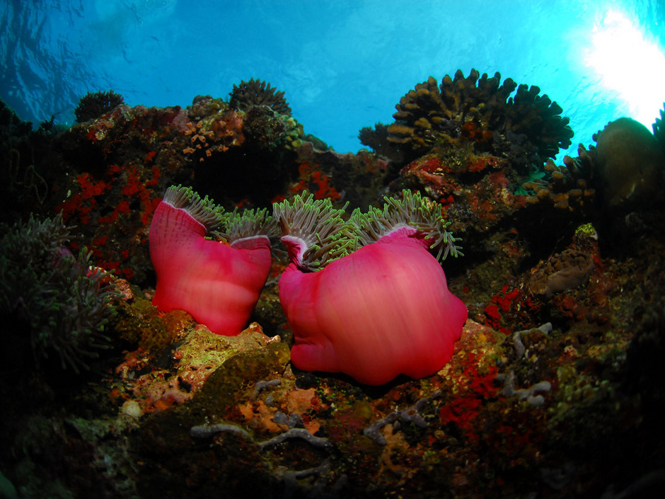 Plongée Maldives Merouville.com - anemones