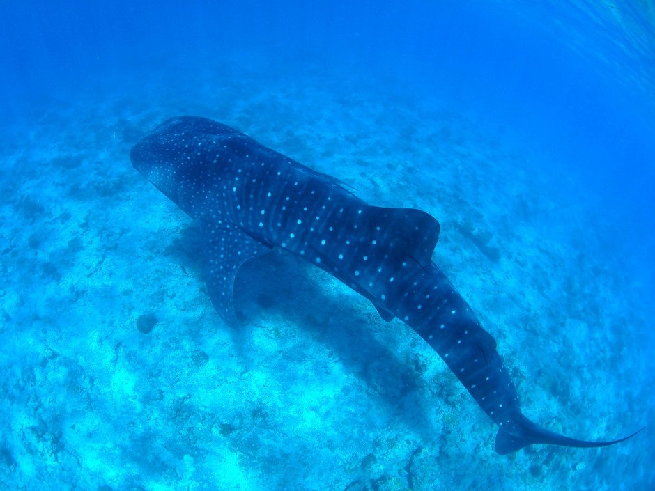 Plongée Maldives Merouville.com - requin-baleine
