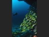 Plongée Maldives Merouville.com - vivaneau-a-raies-bleues