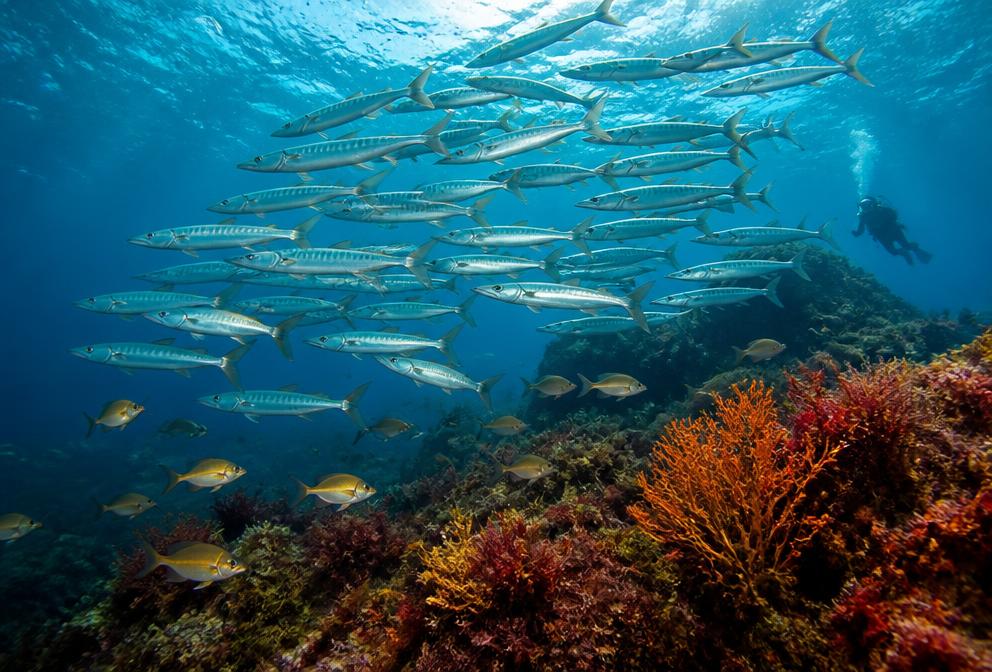 Banc de barracudas à l'Estartit